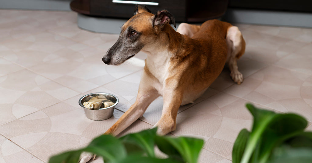 Understanding the Basics of Pet Nutrition: Breed and Size