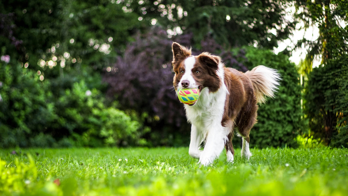 Photo inspiration: The Best Anti Inflammatory Solutions For Dogs Photo Inspiration