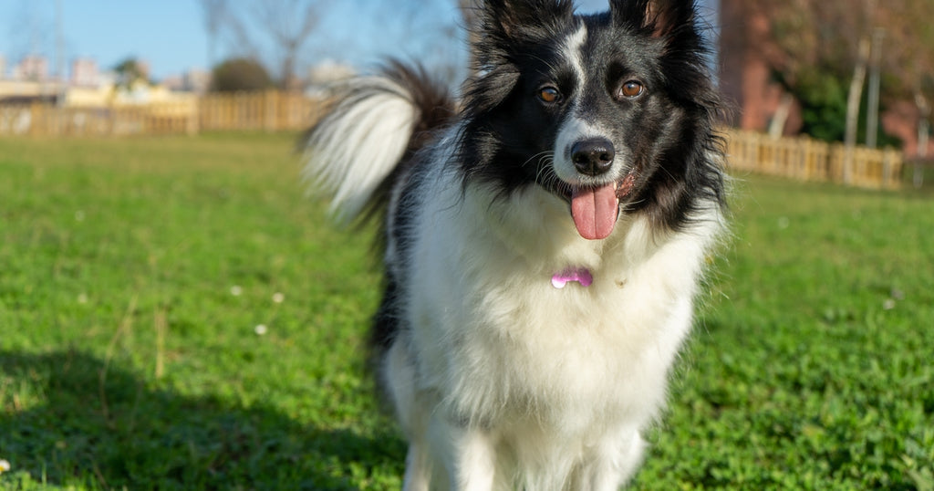 7 Effective and Fun Exercises for Highly Active Dogs