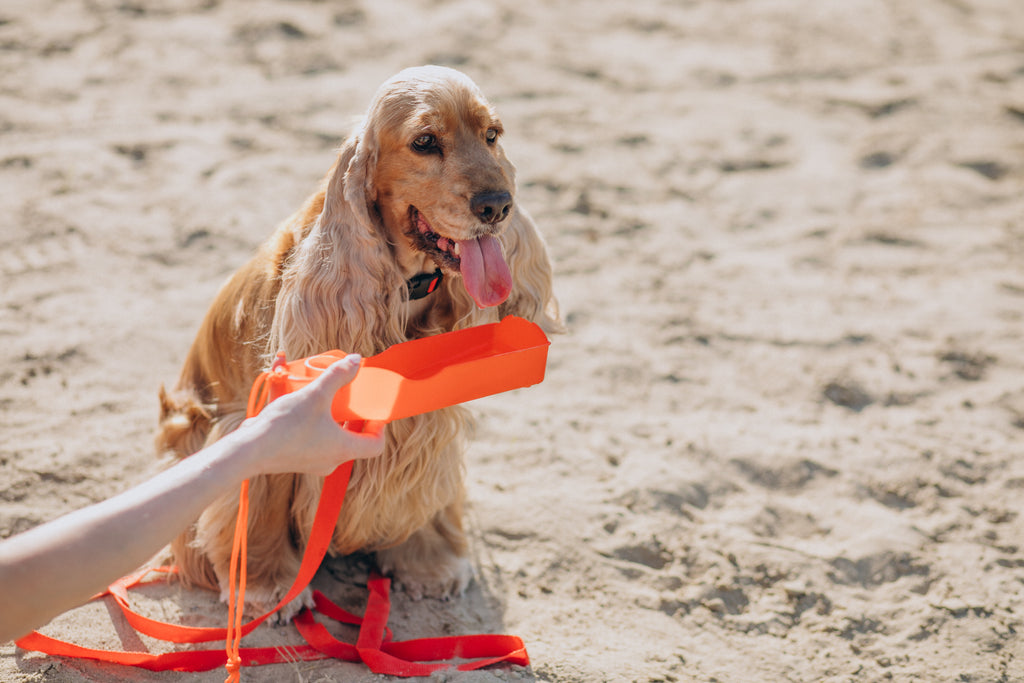 Pet Safety in Summer: 8 Easy Tips for Pet Parents