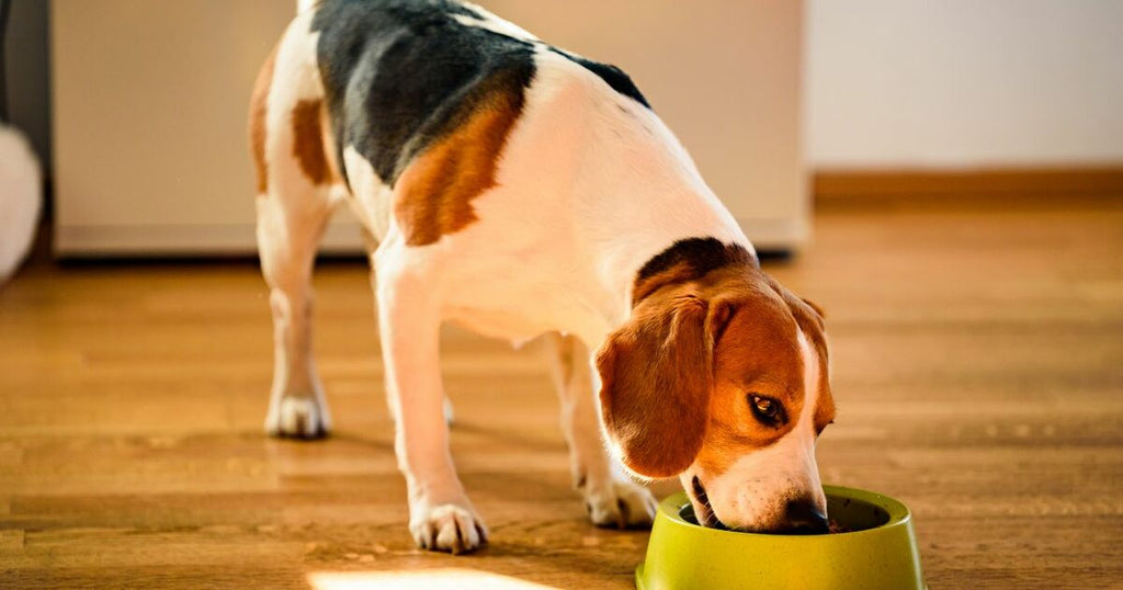 The Benefits of Auto-Delivery for Your Pet's Nutrition