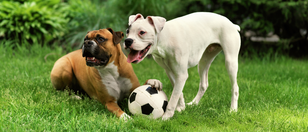 Pet Nutrition in Warmer Weather: Adapting Diets for Active Pets