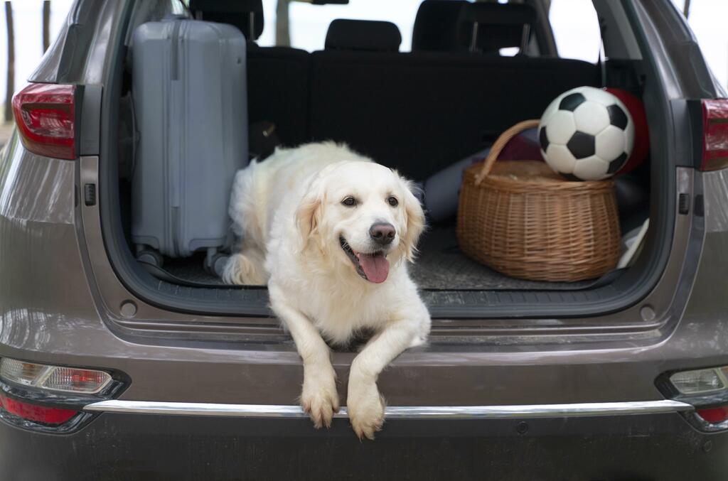 A Guide to Safe and Happy Travels with Your Pet in Australia