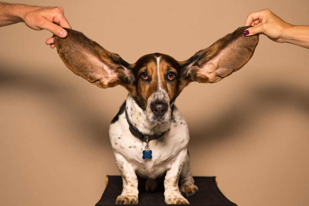 How to Navigate Irritated Ears and Eyes in Pets