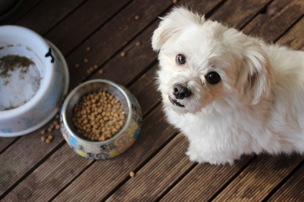 How to Shop for The Best Dog Food Brand, According to Vets