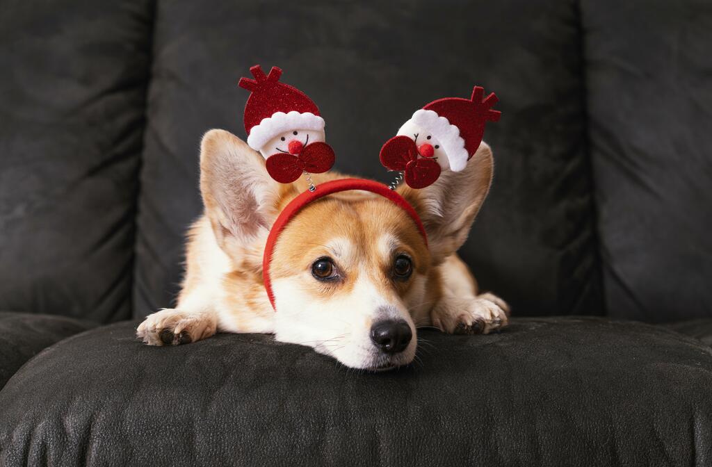 Managing Anxiety in Cats and Dogs During Christmas