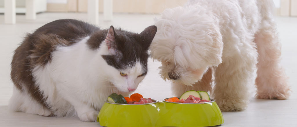 Pet Nutrition: Building a Healthier Diet for Dogs & Cats