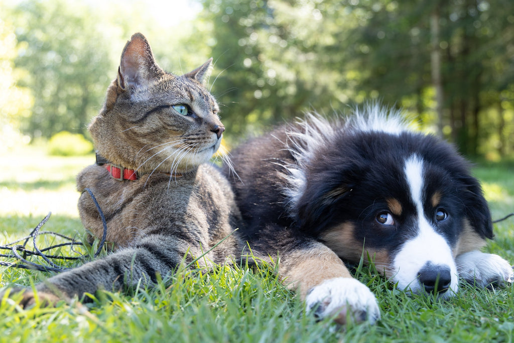 Preventive Health Care Checklist for Your Pets