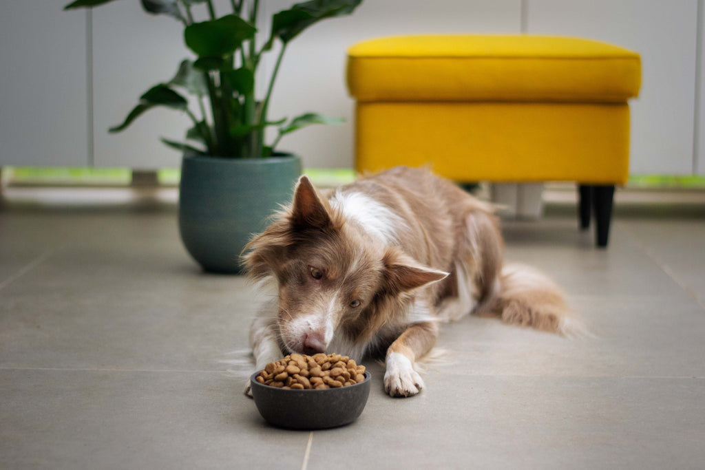 What Should I Feed My Dog: Wet Vs Dry Dog Food