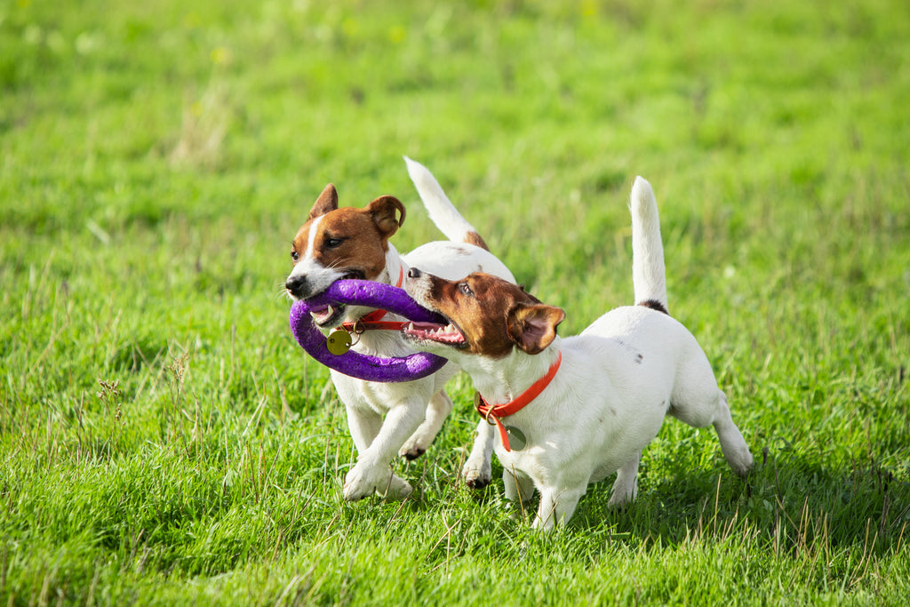 What to Do if Your Dog is Bitten by a Paralysis Tick What to Do if Your Dog is Bitten by a Paralysis Tick