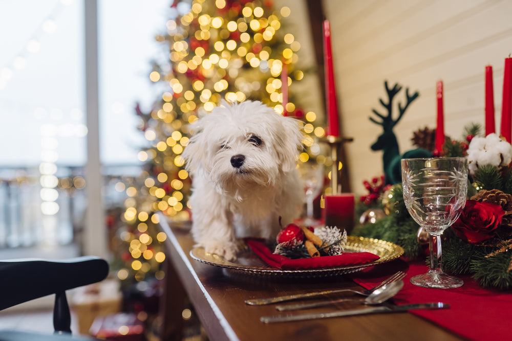 White puppy dog at a christmas table