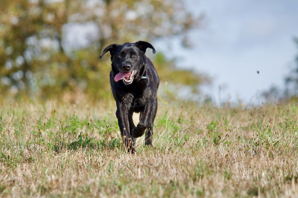 How 4CYTE™ Improves Joint Health in Dogs