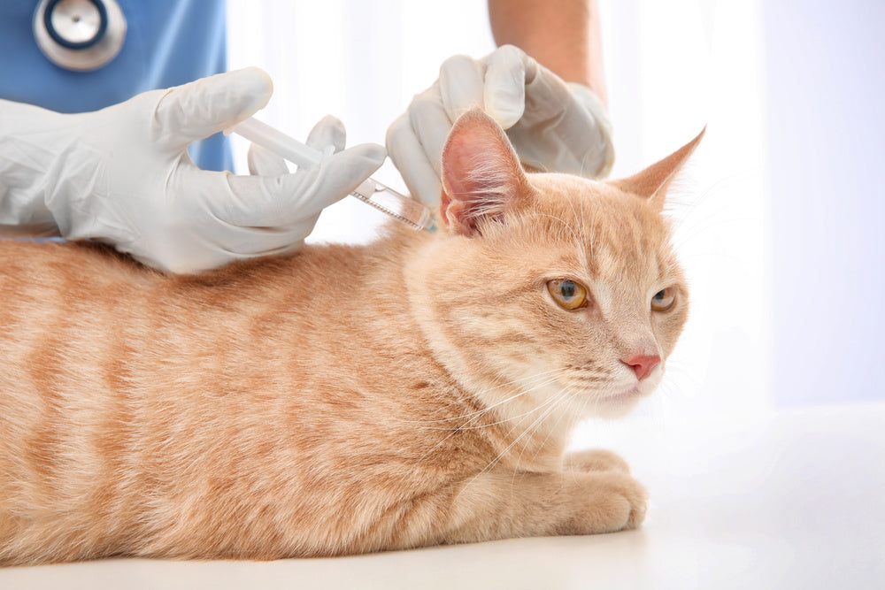 Why Should My Pet Get Vaccinated?