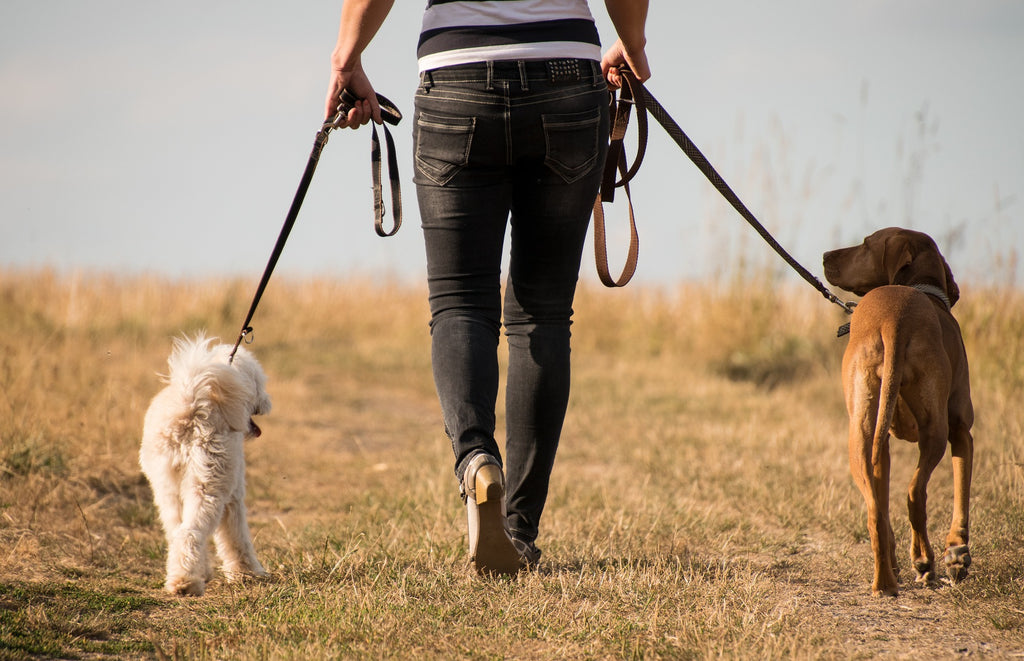 Pet Sitting vs. Boarding: Which Is the Best for Your Pets?