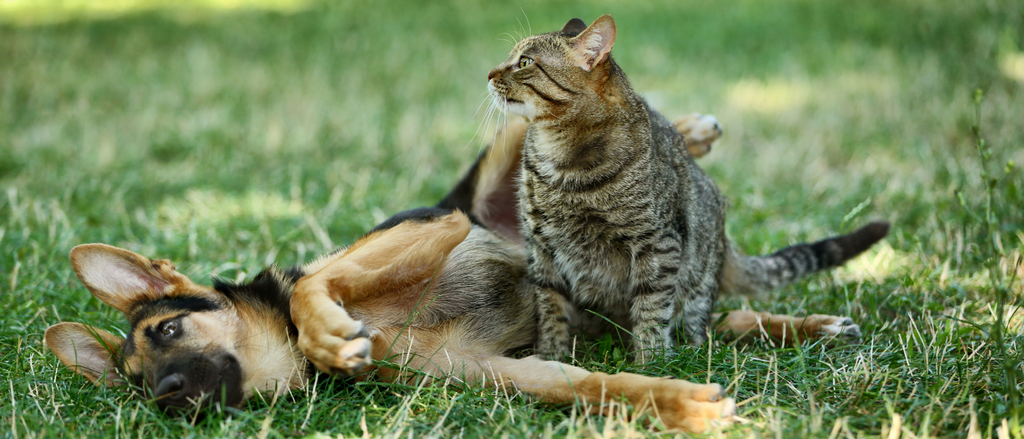 Pet Allergies: Relief for Dogs and Cats with Itchy Skin
