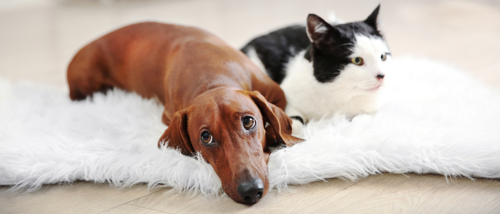 Importance of Parasite Prevention for Dogs and Cats