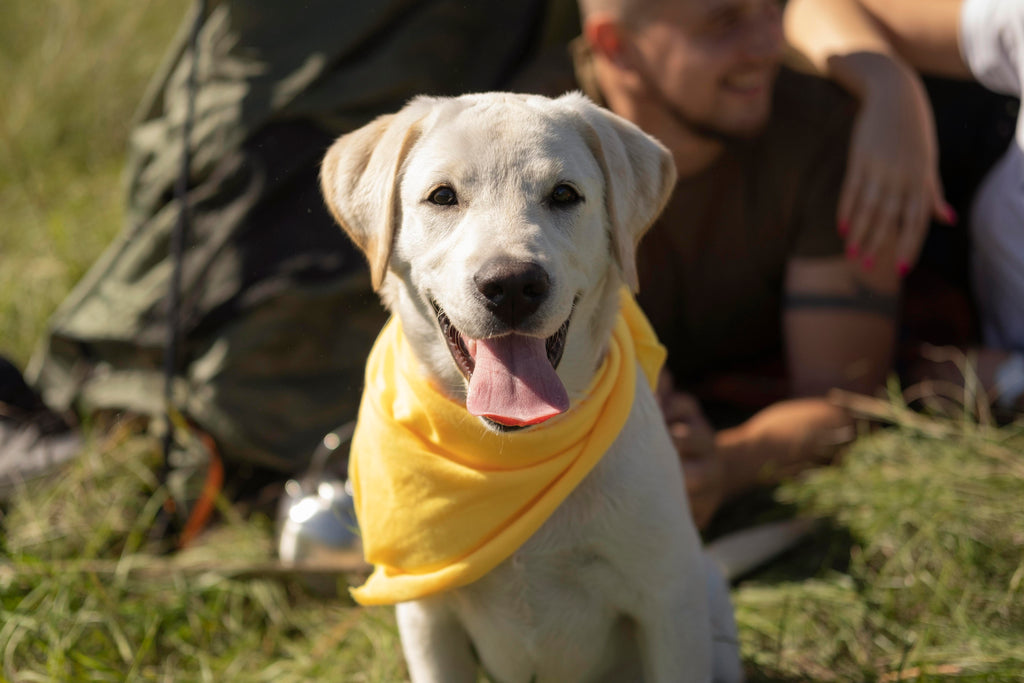 Dog with Yellow bandana