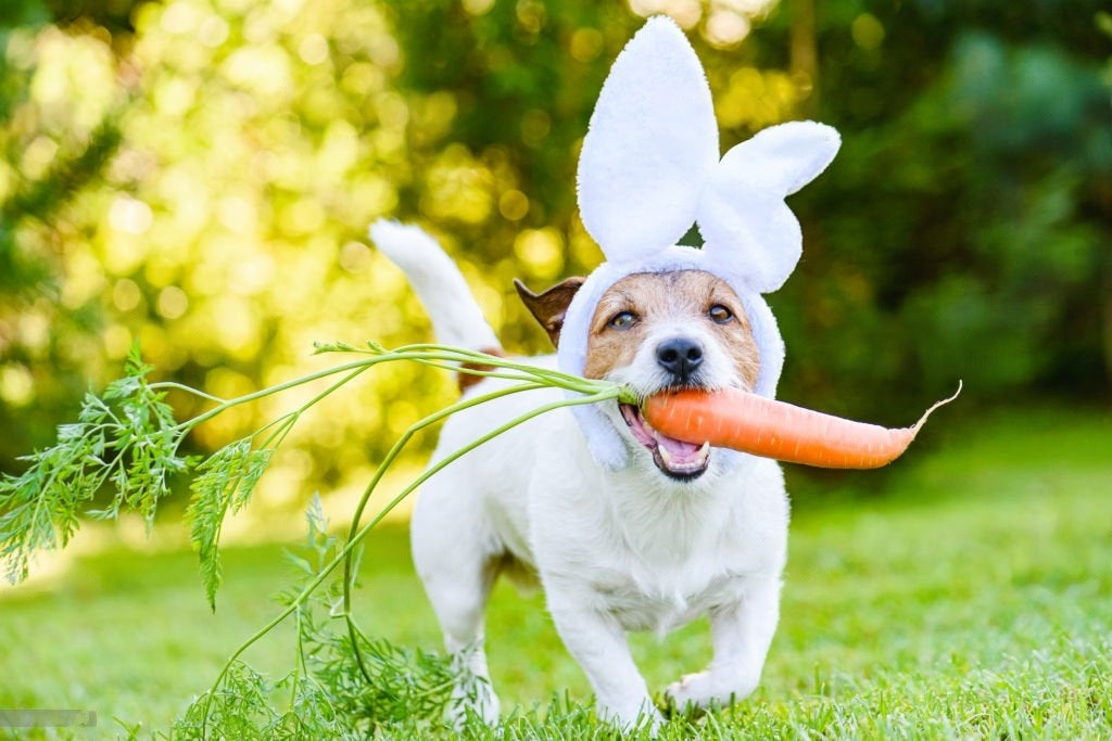 Dog running with a carrot in its mouth