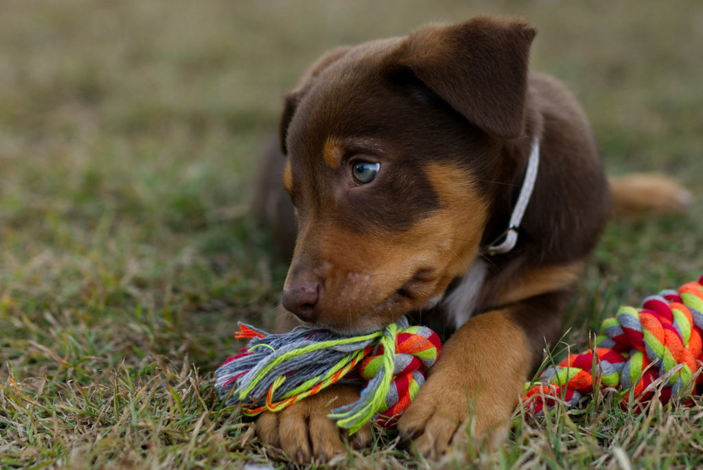 Puppy with a toy