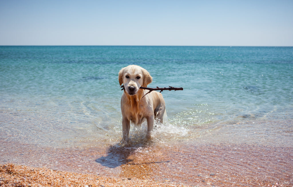 Summer Pet Care Tips: Keeping Pets Cool for the Summer
