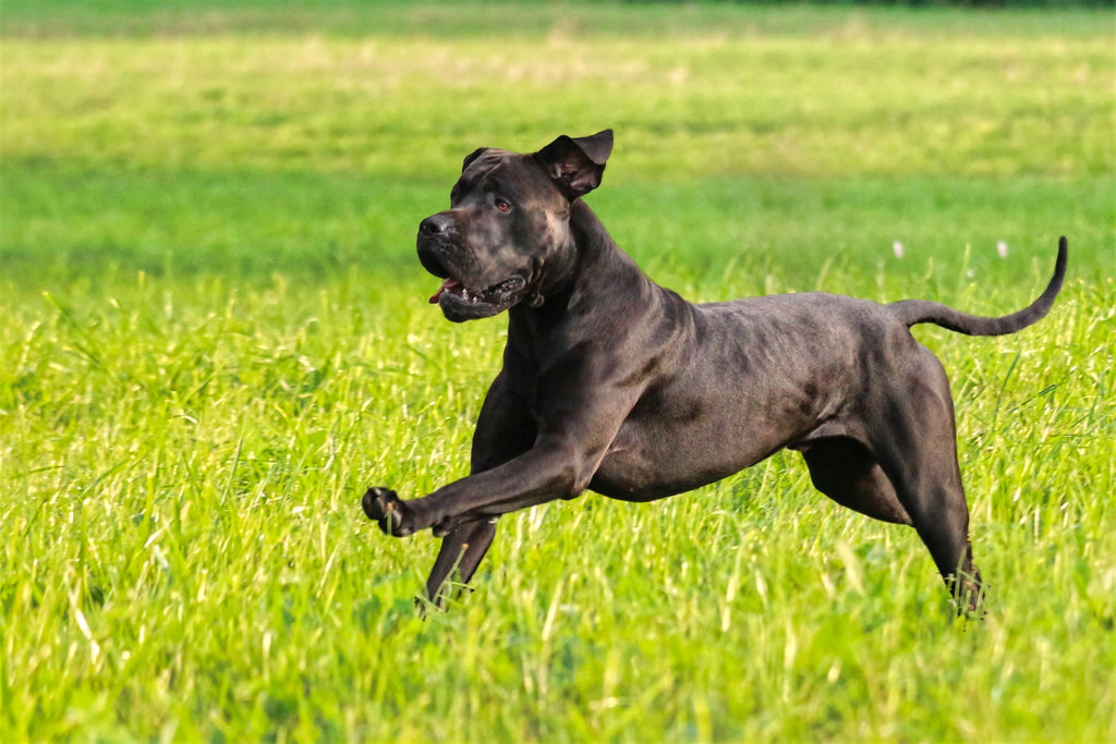 Running black dog