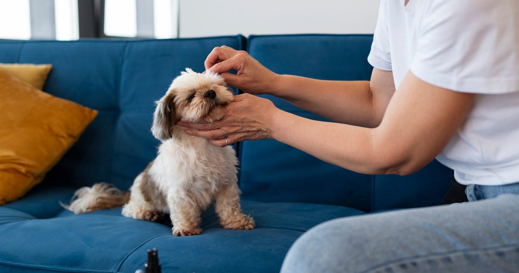 Understanding and Addressing Skin Allergies and Dermatitis in Pets