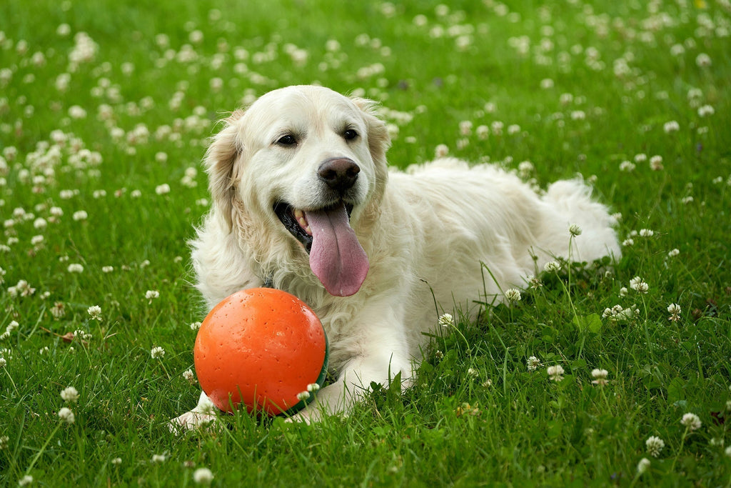 Caninsulin & Canine Diabetes: What All Pet Owners Should Know