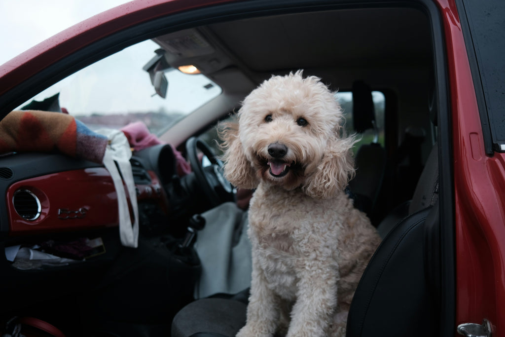 Travel Stress Relief for Dogs with Adaptil Transport