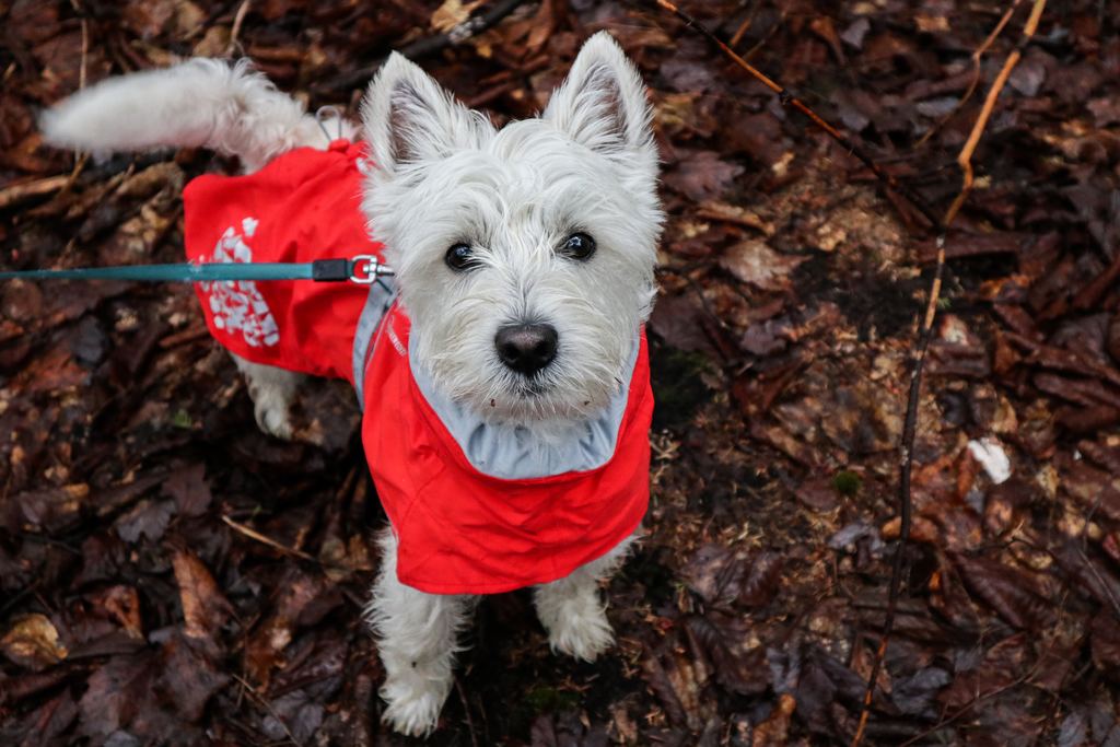 Protecting your Pet in Winter: Tips to Keep Them Cozy and Healthy