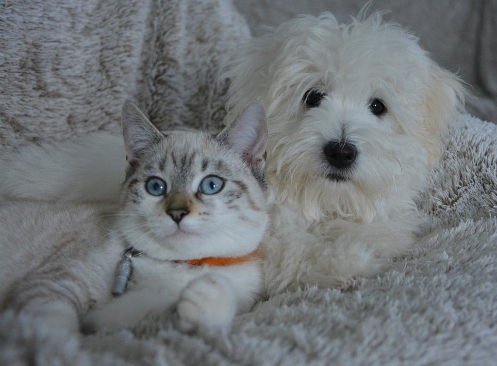 Signs Your Pet Might Need Antibiotic Medication