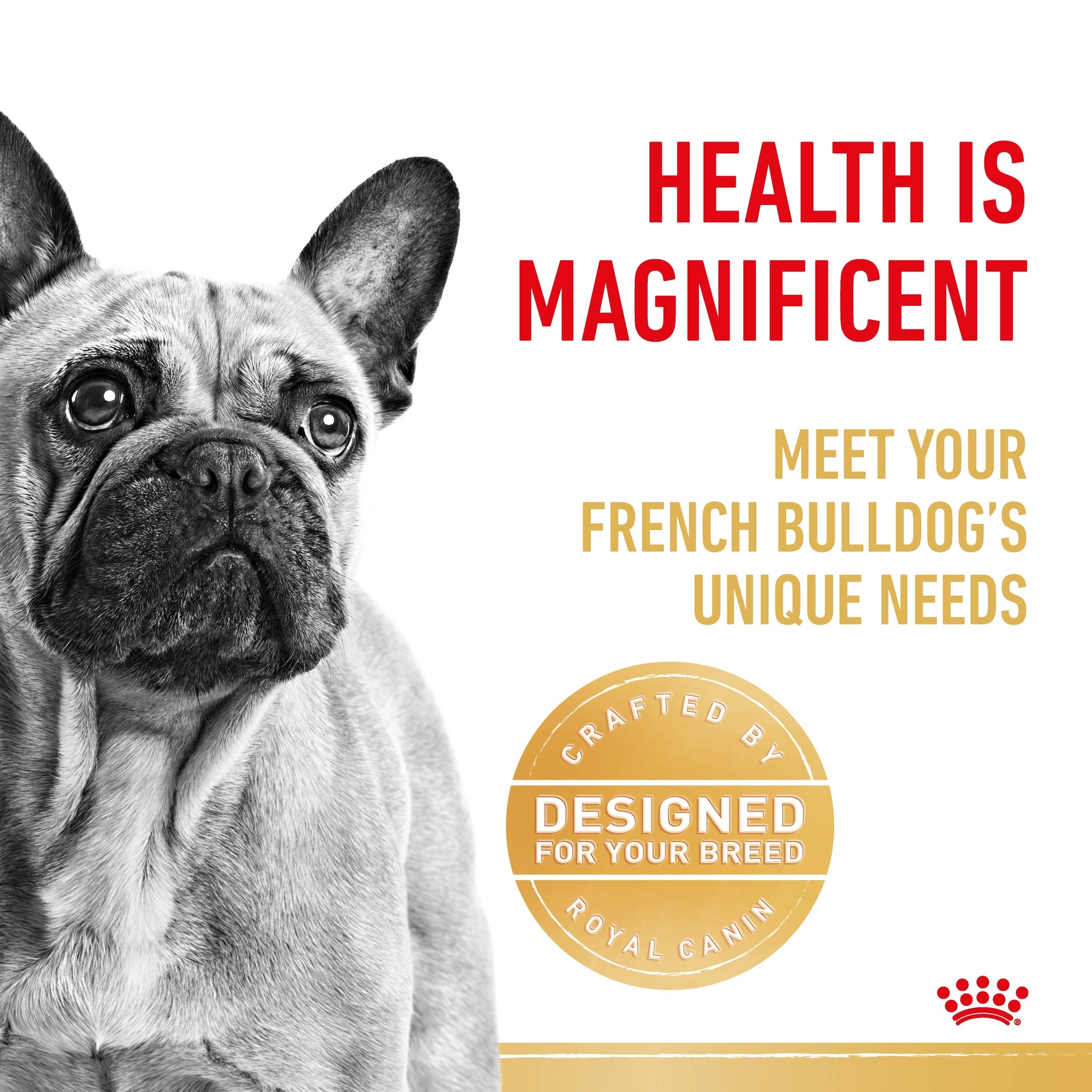 Bulldog Breed What To Feed My French Bulldog Puppy Royal Canin