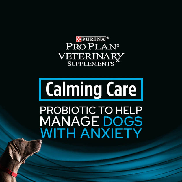 Calming top probiotic dogs